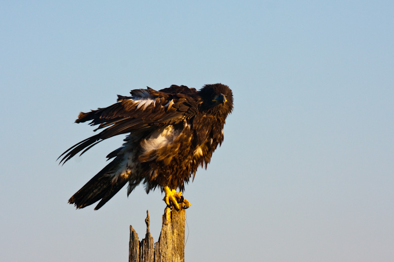 Juvenile Bald Eagle